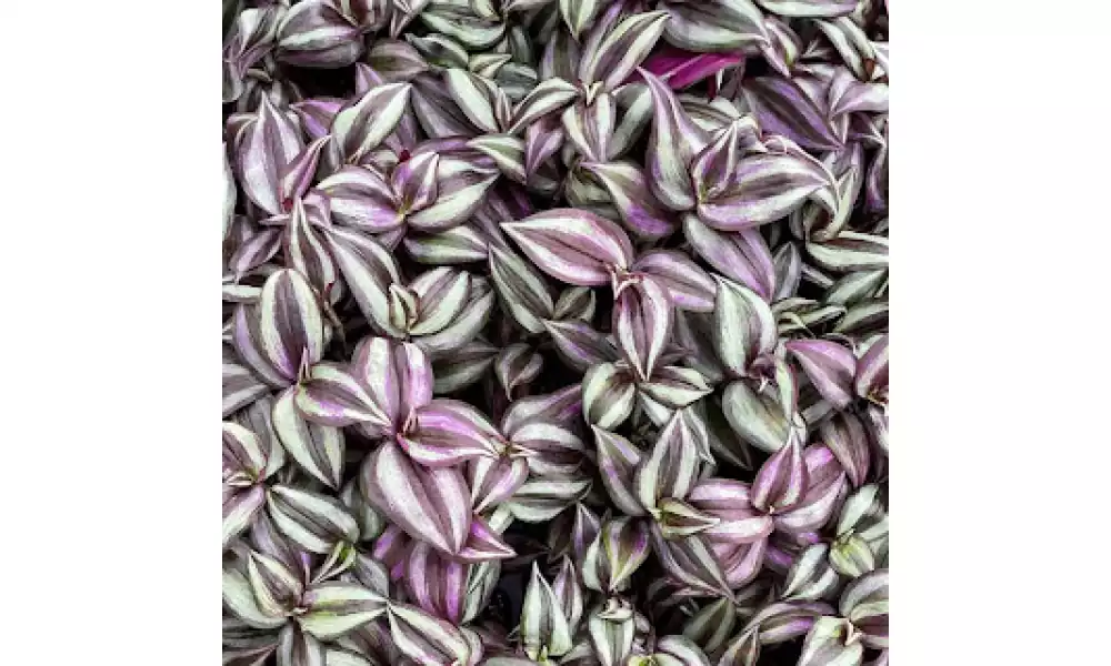 Silver inch plant